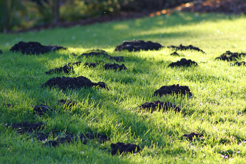 mole control pest control preston