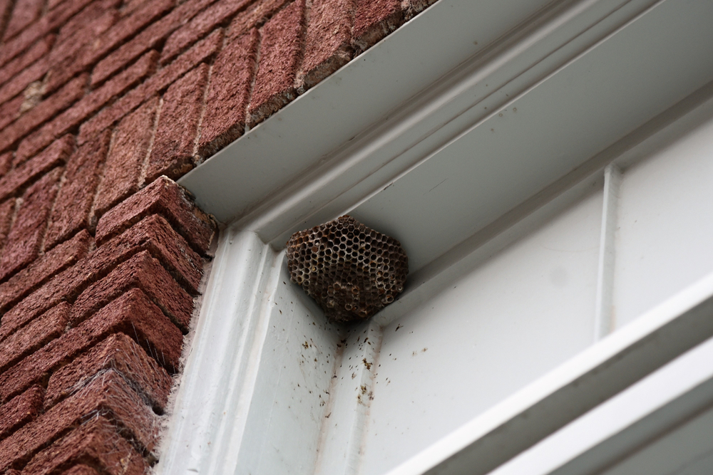 Waps pest control