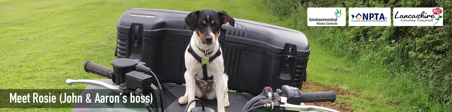 b-and-h-pest-controls-jack-russell-rosie